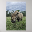 Recherche de rhinocéros noir posters Corne de rhinocéros