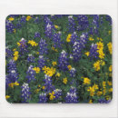 Recherche de fleur lupin tapis souris Violet