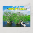 Recherche de mangroves cartes postales Floride