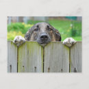 Search for german shepherds postcards Cute