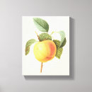 Search for vintage apple tree art Botanical