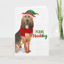Search for bloodhound christmas cards Pets