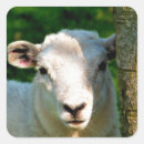Search for spring lamb stickers Cute