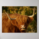 Recherche de vache écossaise posters Animal