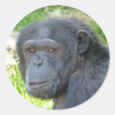Search for chimp stickers Wildlife
