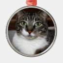 Search for tabby cat ornaments Animals