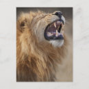 Search for male lion postcards Africa