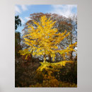 Search for ginkgo biloba art Leaves