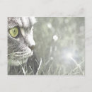 Recherche de katz cartes postales Chats