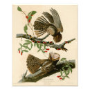 Search for audubon birds posters Animal
