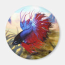 Search for beta magnets Fish