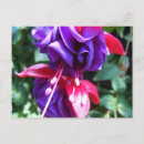 Search for fuschia postcards Flower