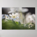 Search for windflower posters Blossom