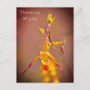 Recherche de orchidée orange Floral