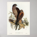 Search for goshawk Nature