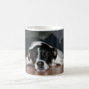Recherche de rats tasses Chien
