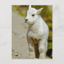 Recherche de montana cartes postales Mignon