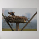 Search for nests posters Nature