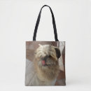 Recherche de de tzu de shih sacs Chien