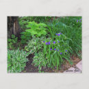 Recherche de hosta cartes postales Jardin