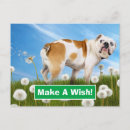 Search for funny bulldog postcards Joke