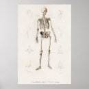 Search for anatomy chart posters Body