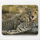 Search for a laying mousepads Nature