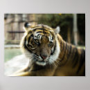 Search for bengal tiger posters Wild animals
