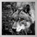 Recherche de yeux loup posters Blanc