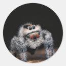 Search for spiders stickers Jumping spider