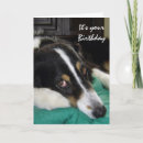 Search for border collie birthday cards Humour