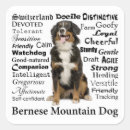 Search for berner stickers Breed