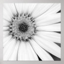 Search for osteospermum art Floral
