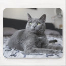 Recherche de chatons gris tapis souris Yeux