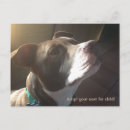 Recherche de animal shelter posters Dog