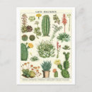 Search for vintage botanical postcards Illustration