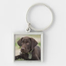 Search for labrador dog keychains Cute