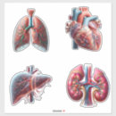 Recherche de poumon autocollants Foie