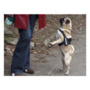 Search for cute funny pugs posters Adorable