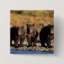 Recherche de ours brun badges Parc
