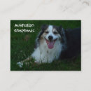Recherche de bergers australiens cartes visite Rassemblement