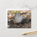 Search for sparrows postcards Songbird