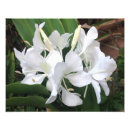 Search for fragrant flowers posters White