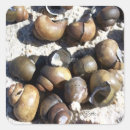 Search for freshwater stickers Photography