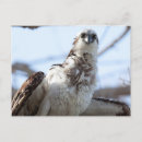 Search for ospreys postcards Bird of prey
