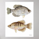 Search for black and white fish posters Nature