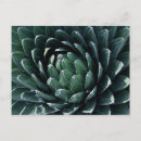 Recherche de agaves cartes postales Succulent