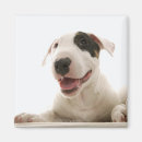 Search for bull head magnets White