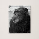 Search for gorrilla Animals
