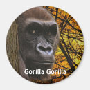 Search for apes magnets Gorillas
